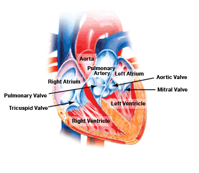 How Does the Heart Work- Interior of the heart