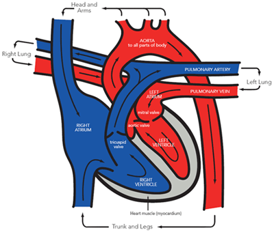 How Does the Heart Work: Path of blood flow through the heart