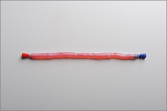 image-CryoLife-Femoral-Vein CryoLife Femoral Vein