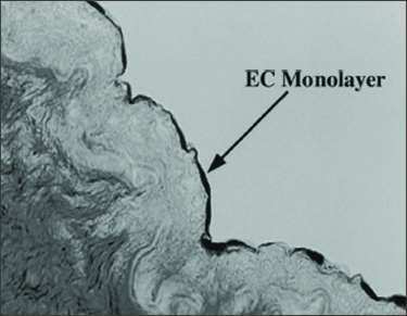 PhotoFix_Figure3 Endothelial Cell Monolayers on Photooxidized Material